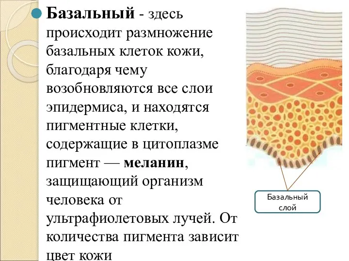 Базальный - здесь происходит размножение базальных клеток кожи, благодаря чему возобновляются все