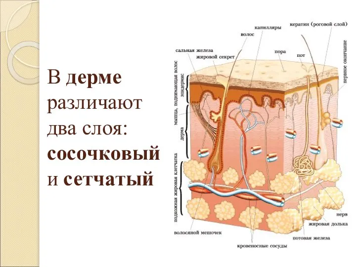 В дерме различают два слоя: сосочковый и сетчатый
