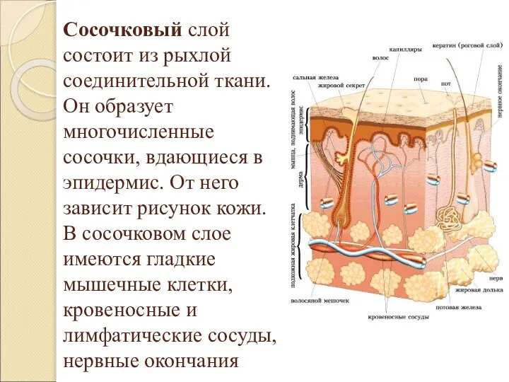 Сосочковый слой состоит из рыхлой соединительной ткани. Он образует многочисленные сосочки, вдающиеся