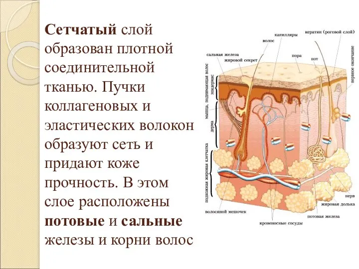 Сетчатый слой образован плотной соединительной тканью. Пучки коллагеновых и эластических волокон образуют