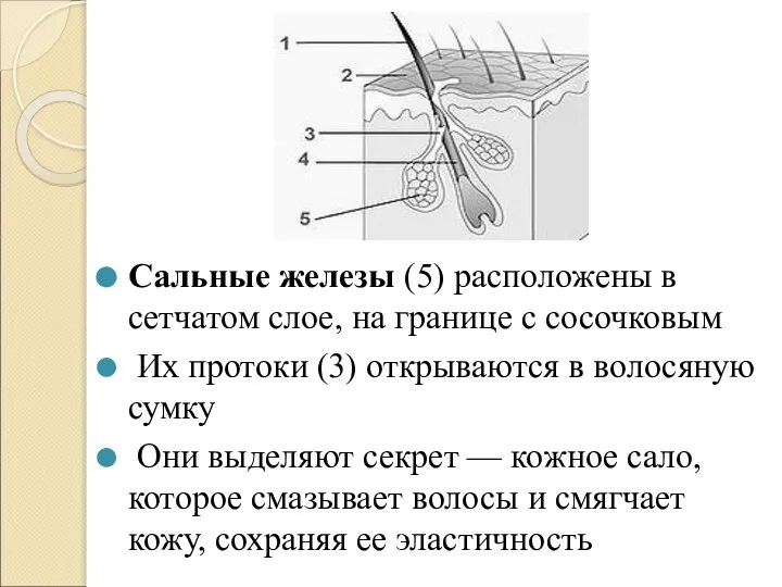 Сальные железы (5) расположены в сетчатом слое, на границе с сосочковым Их