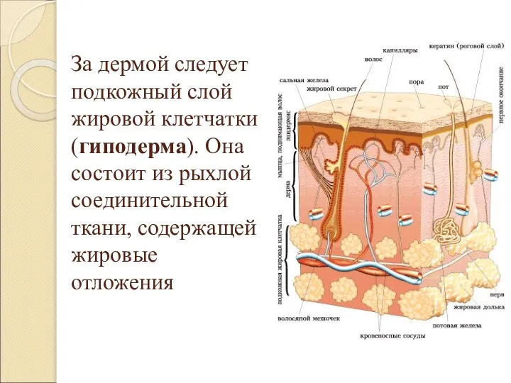 За дермой следует подкожный слой жировой клетчатки (гиподерма). Она состоит из рыхлой