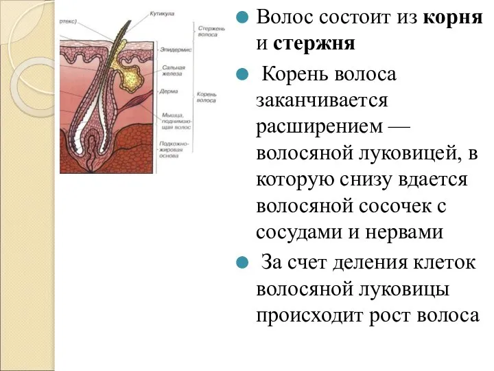 Волос состоит из корня и стержня Корень волоса заканчивается расширением — волосяной