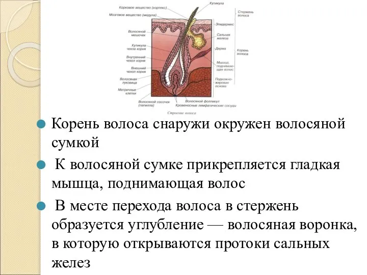 Корень волоса снаружи окружен волосяной сумкой К волосяной сумке прикрепляется гладкая мышца,