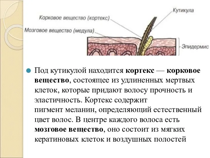 Под кутикулой находится кортекс — корковое вещество, состоящее из удлиненных мертвых клеток,