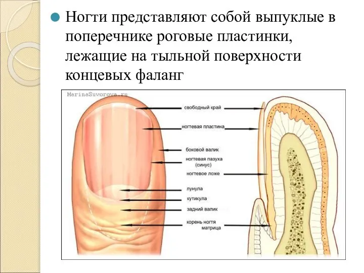 Ногти представляют собой выпуклые в поперечнике роговые пластинки, лежащие на тыльной поверхности концевых фаланг