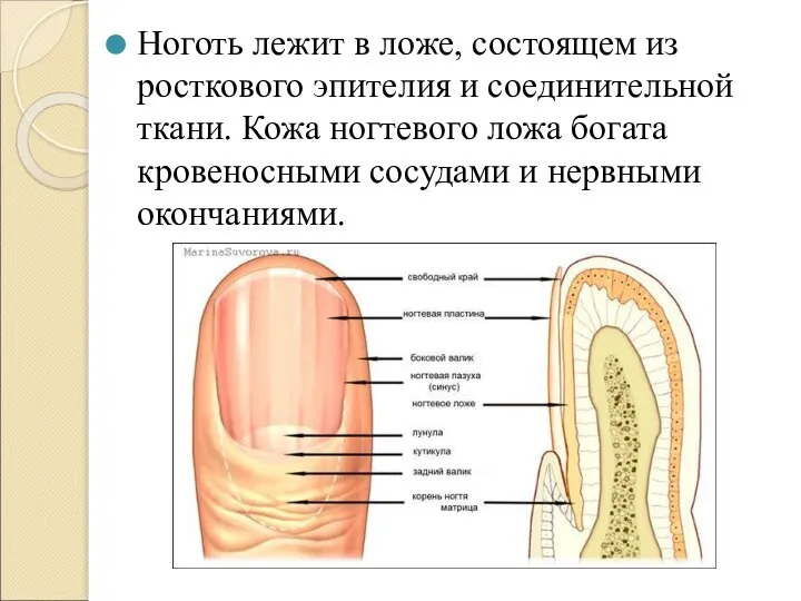 Ноготь лежит в ложе, состоящем из росткового эпителия и соединительной ткани. Кожа