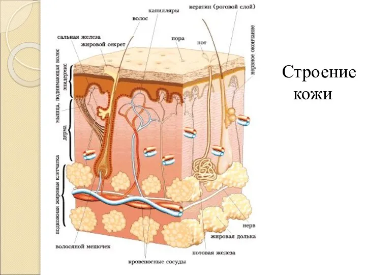 Строение кожи