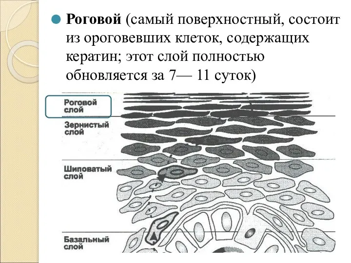 Роговой (самый поверхностный, состоит из ороговевших клеток, содержащих кератин; этот слой полностью