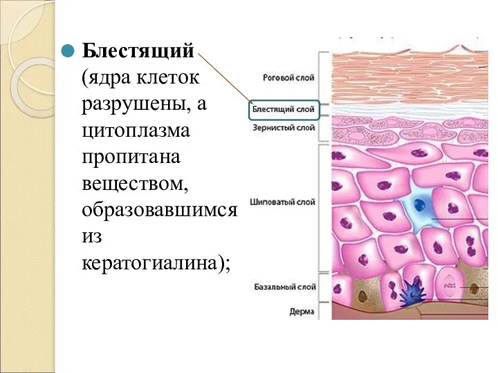 Блестящий (ядра клеток разрушены, а цитоплазма пропитана веществом, образовавшимся из кератогиалина);