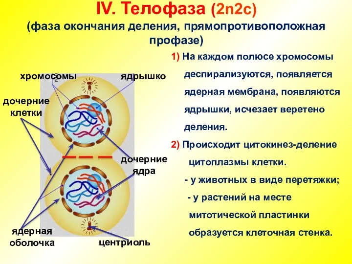 IV. Телофаза (2n2c) (фаза окончания деления, прямопротивоположная профазе) дочерние клетки центриоль хромосомы