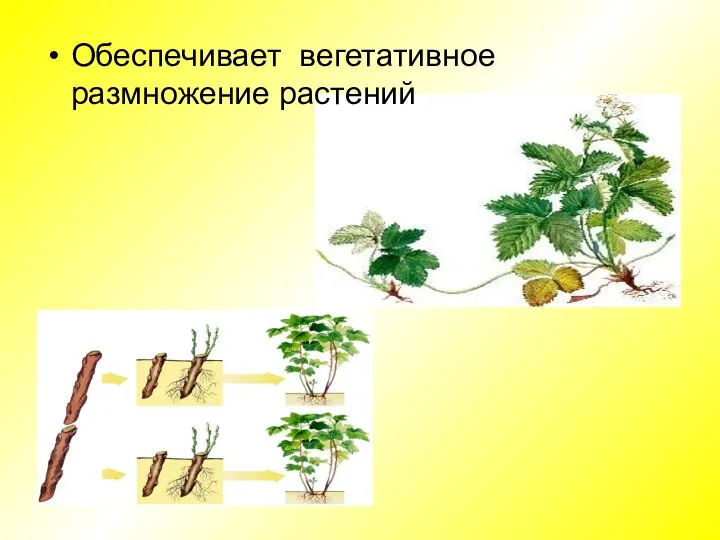 Обеспечивает вегетативное размножение растений