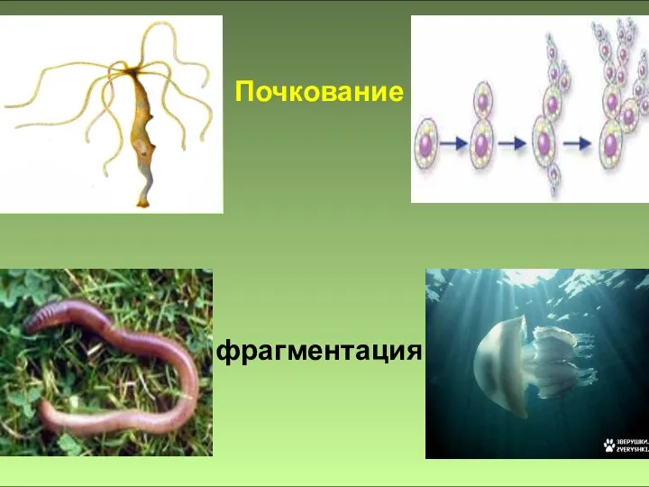 Почкование фрагментация