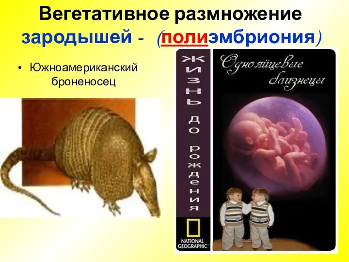 Вегетативное размножение зародышей - (полиэмбриония) Южноамериканский броненосец