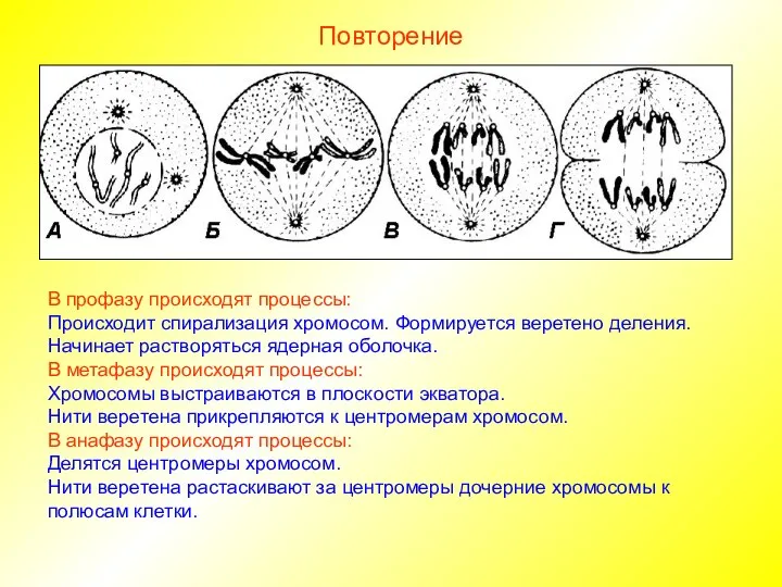 Повторение В профазу происходят процессы: Происходит спирализация хромосом. Формируется веретено деления. Начинает