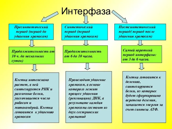 Интерфаза Пресинтетический период (период до удвоения хромосом) Синтетический период (период удвоения хромосом)