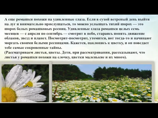 А еще ромашки похожи на удивленные глаза. Если в сухой ветреный день