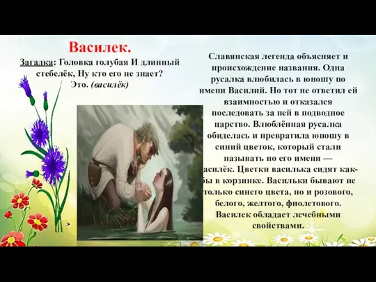 Василек. Загадка: Головка голубая И длинный стебелёк, Ну кто его не знает?