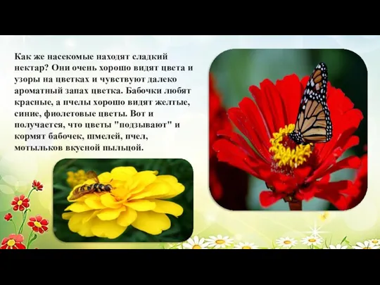 Как же насекомые находят сладкий нектар? Они очень хорошо видят цвета и