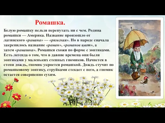 Ромашка. Белую ромашку нельзя перепутать ни с чем. Родина ромашки — Америка.