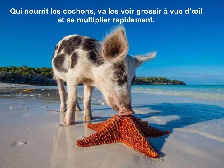 Qui nourrit les cochons, va les voir grossir à vue d’œil et se multiplier rapidement.