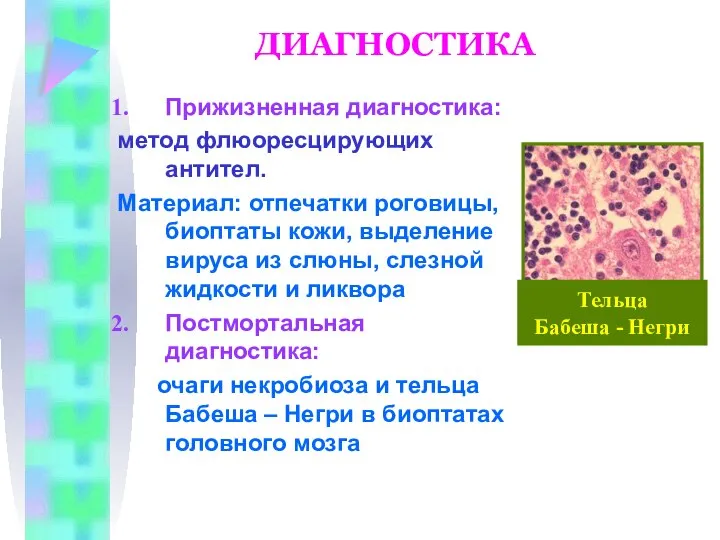 ДИАГНОСТИКА Прижизненная диагностика: метод флюоресцирующих антител. Материал: отпечатки роговицы, биоптаты кожи, выделение