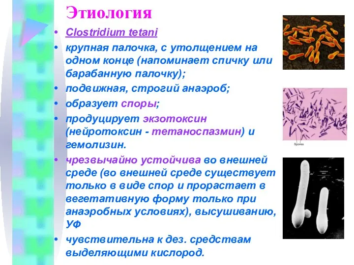 Этиология Clostridium tetani крупная палочка, с утолщением на одном конце (напоминает спичку