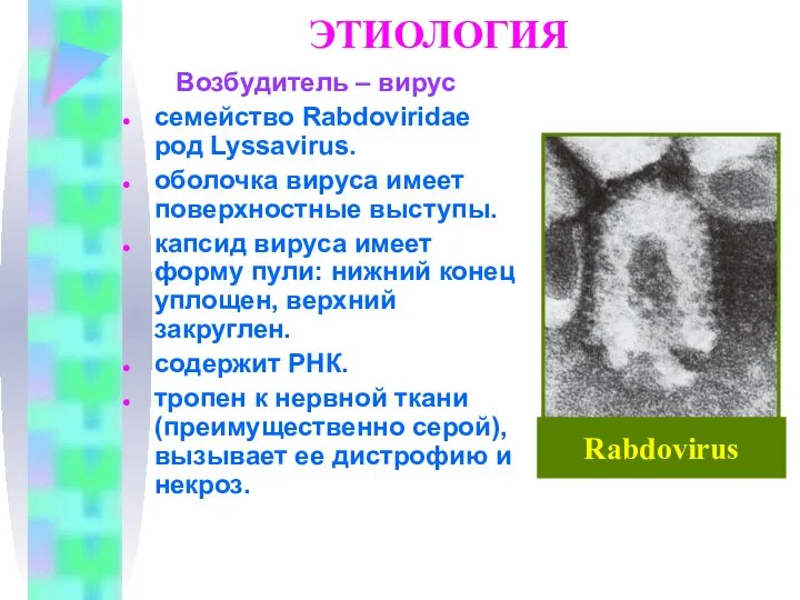 ЭТИОЛОГИЯ Возбудитель – вирус семейство Rabdoviridae род Lyssavirus. оболочка вируса имеет поверхностные
