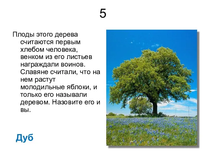 5 Плоды этого дерева считаются первым хлебом человека, венком из его листьев
