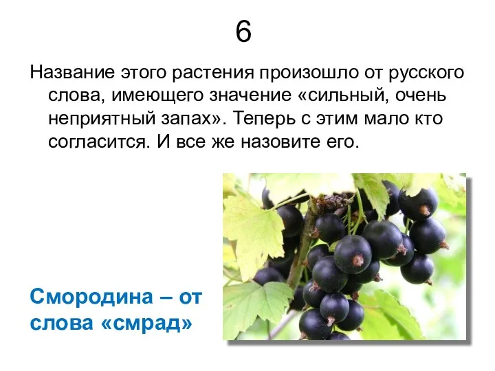 6 Название этого растения произошло от русского слова, имеющего значение «сильный, очень