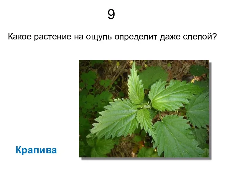 9 Какое растение на ощупь определит даже слепой? Крапива