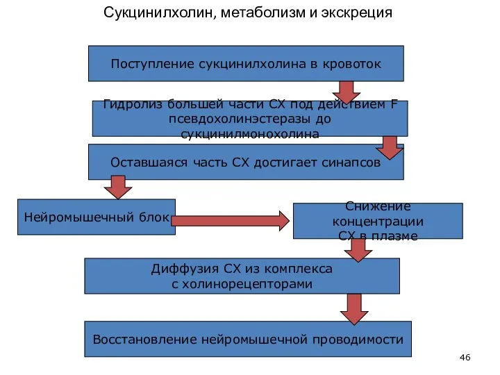 Сукцинилхолин, метаболизм и экскреция Поступление сукцинилхолина в кровоток Гидролиз большей части СХ