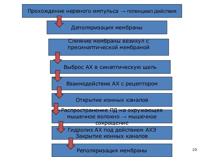 Прохождение нервного импульса → потенциал действия Деполяризация мембраны Слияние мембраны везикул с