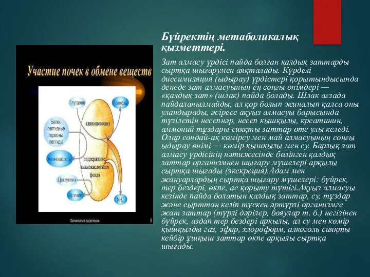 Бүйректің метаболикалық қызметтері. Зат алмасу үрдісі пайда болған қалдық заттарды сыртқа шығарумен