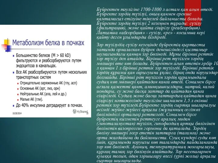 Бүйректен тәулігіне 1700-1800 л астам қан ағып өтеді. Бүйректе зәрдің түзілуі, оның