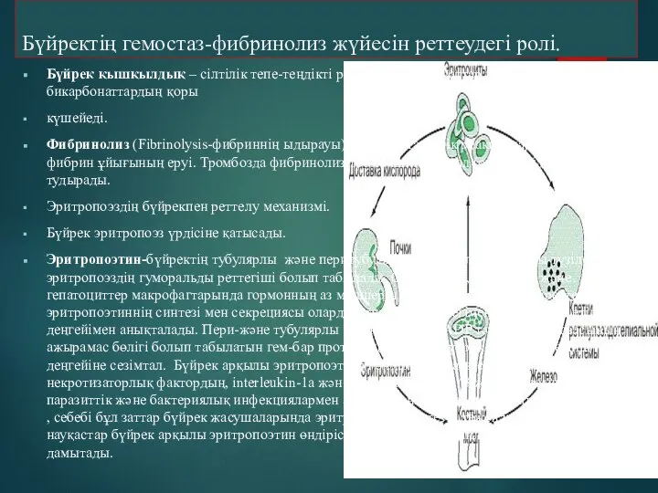 Бүйректің гемостаз-фибринолиз жүйесін реттеудегі ролі. Бүйрек қышқылдық – сілтілік тепе-теңдікті реттейді. Қықыл