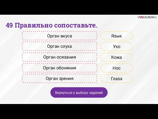 49 Правильно сопоставьте. Язык Ухо Кожа Нос Глаза Орган вкуса Орган слуха