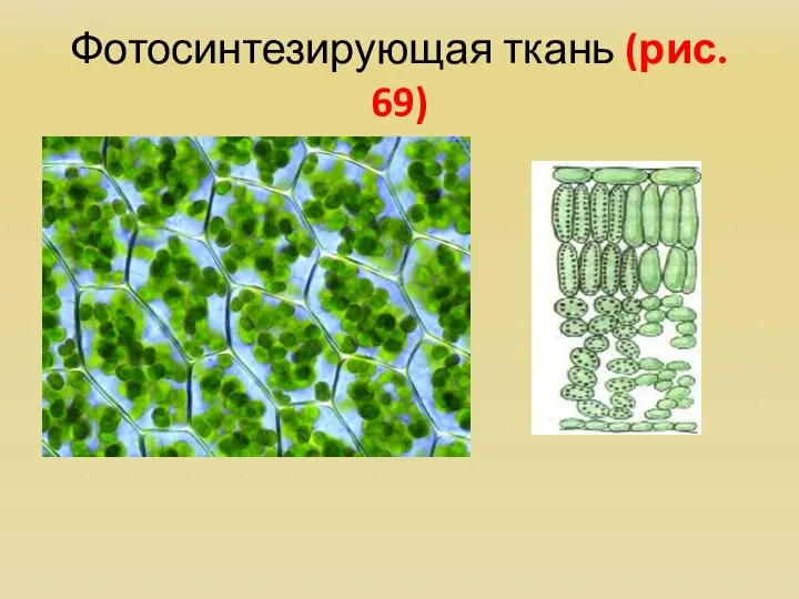 Фотосинтезирующая ткань (рис. 69)