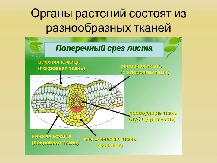 Органы растений состоят из разнообразных тканей