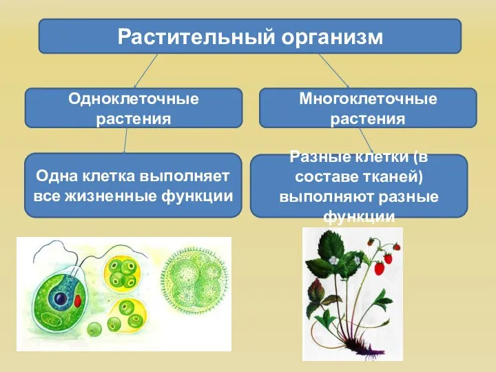 Растительный организм Одноклеточные растения Одна клетка выполняет все жизненные функции Разные клетки
