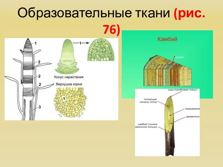 Образовательные ткани (рис. 76)