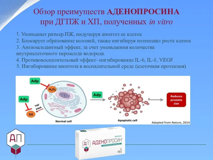 Обзор преимуществ АДЕНОПРОСИНА при ДГПЖ и ХП, полученных in vitro 1. Уменьшает