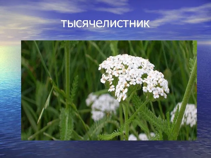 тысячелистник