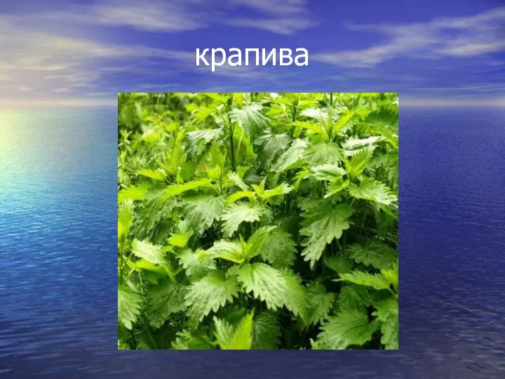 крапива