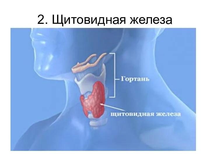 2. Щитовидная железа