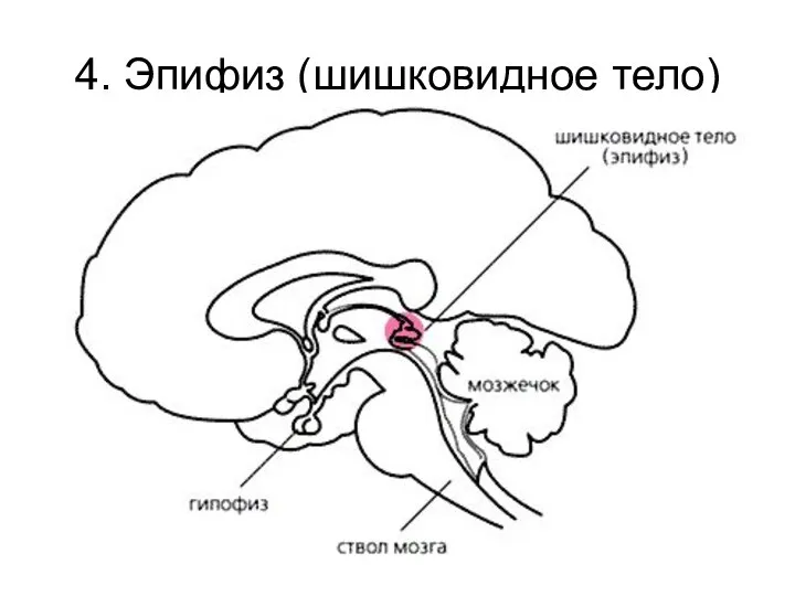 4. Эпифиз (шишковидное тело)