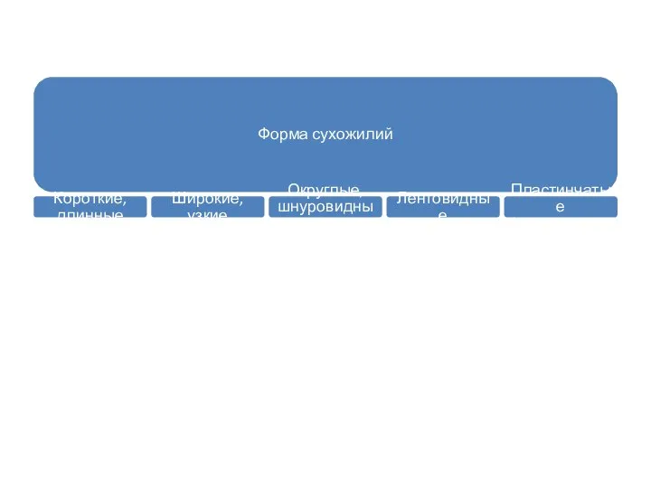 Форма сухожилий Короткие, длинные Широкие, узкие Округлые, шнуровидные Лентовидные Пластинчатые (апоневрозы)