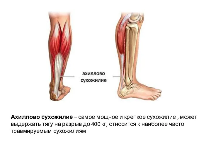 Ахиллово сухожилие – самое мощное и крепкое сухожилие , может выдержать тягу