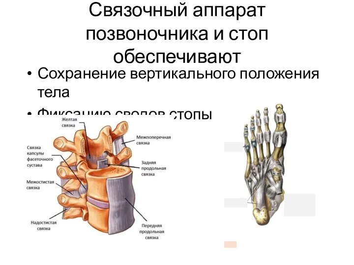 Связочный аппарат позвоночника и стоп обеспечивают Сохранение вертикального положения тела Фиксацию сводов стопы