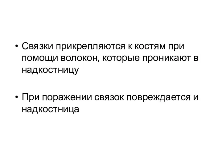 Связки прикрепляются к костям при помощи волокон, которые проникают в надкостницу При